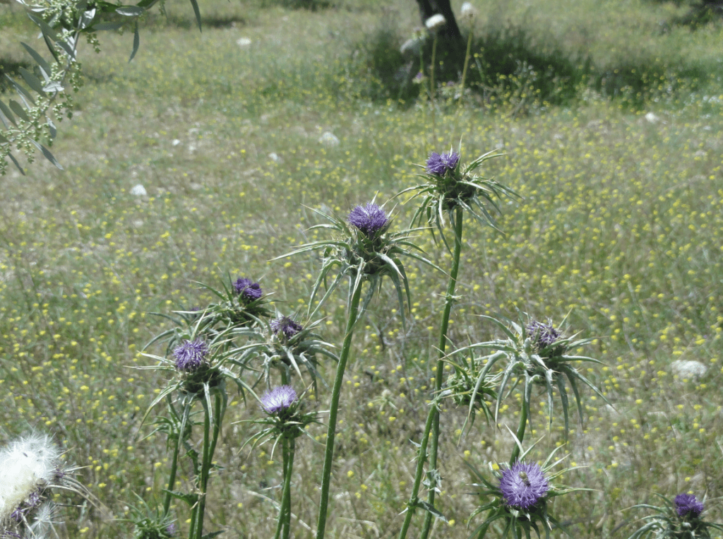 Printemps 2015 en&nbsp;Palestine